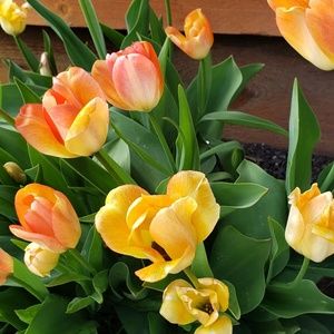 Meet your Posher, Lesley